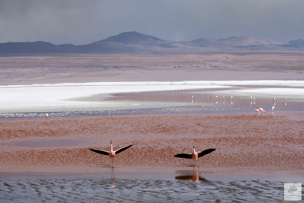 Bolivia Uyuni Elise Fournier travel Photographer