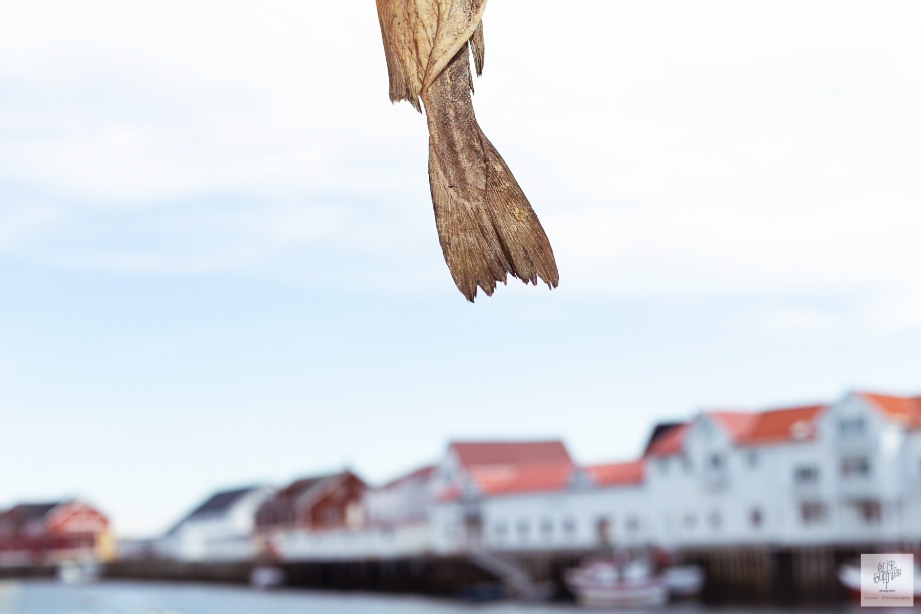 Wild Norway - Photographies de la Norvège par Elise Fournier Photographe